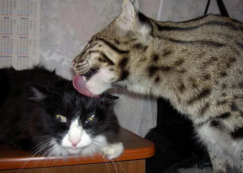 九游网页版入口-未来足球场馆智能照明系统实现节能减排目标，足球场照明方案