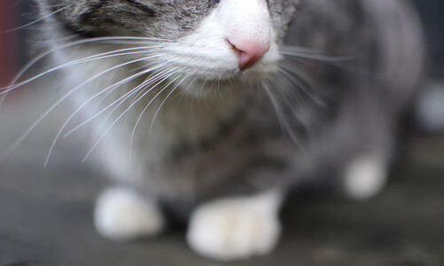 联盟引入统计公司,数据解读更加专业,什么是联盟单位