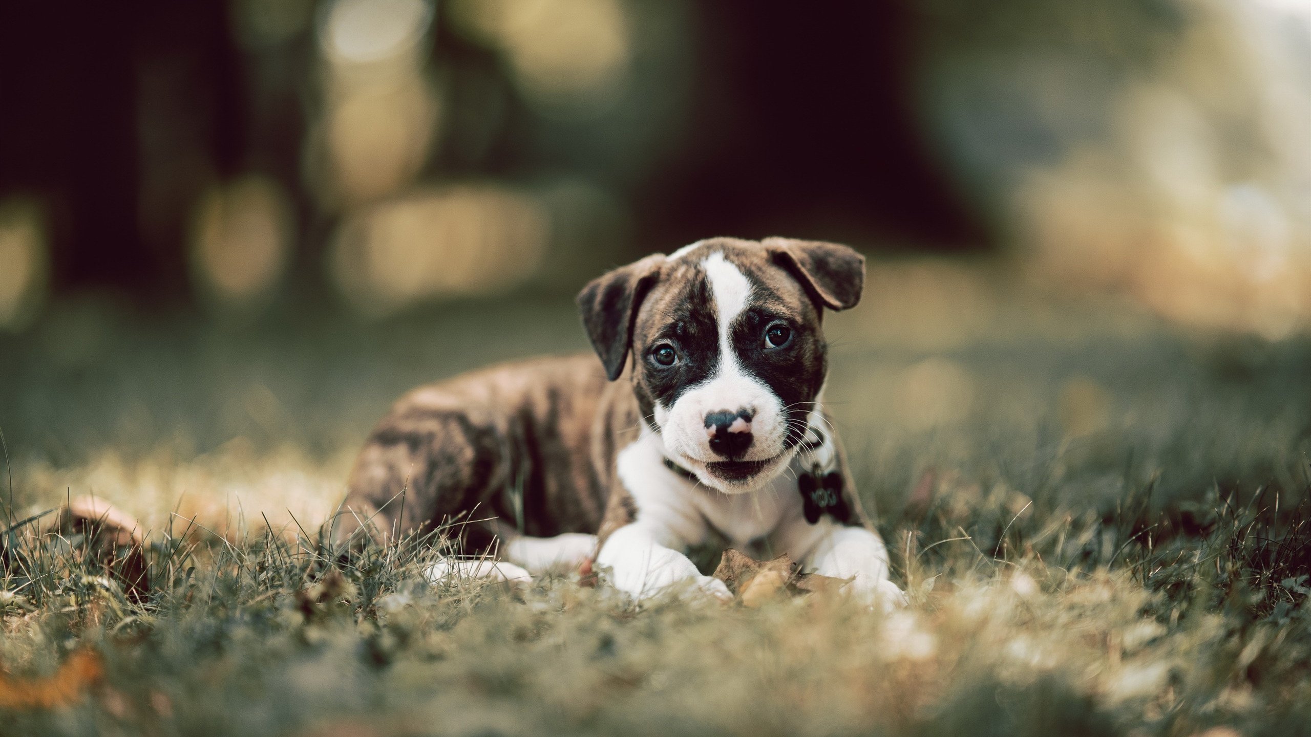 蛙泳项目波兰持续发力,波式蛙泳视频教程