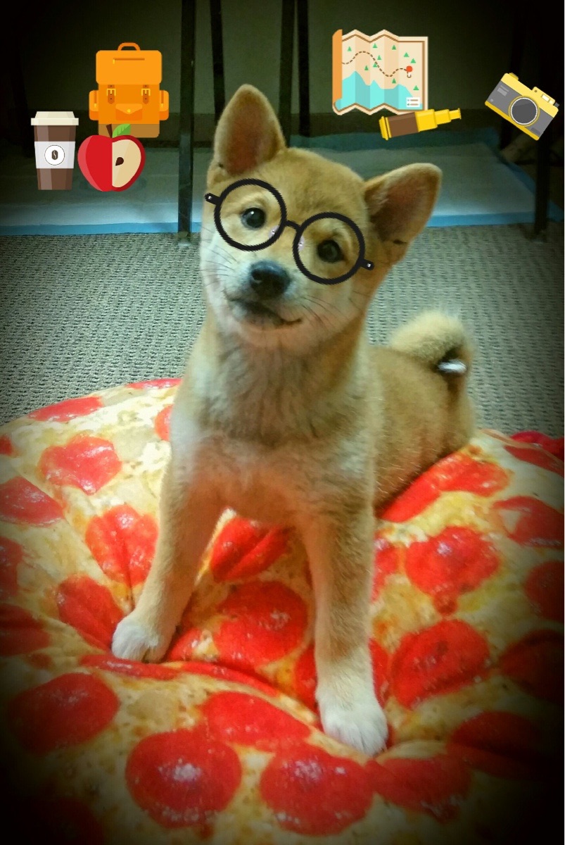 九游下载官网-跳水技术全面中立代表队A稳步前进，中国跳水队目标